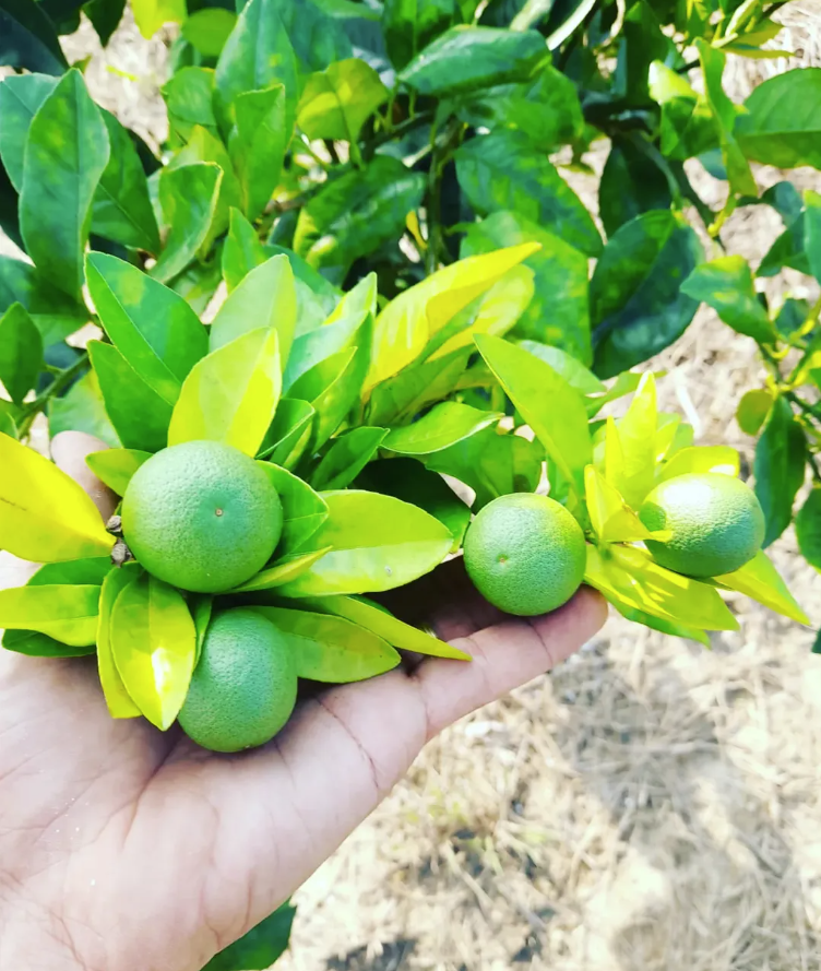 Laranja Pera